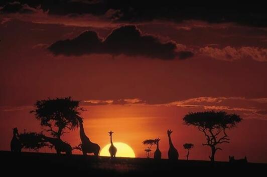 Най-луксозните африкански сафарита