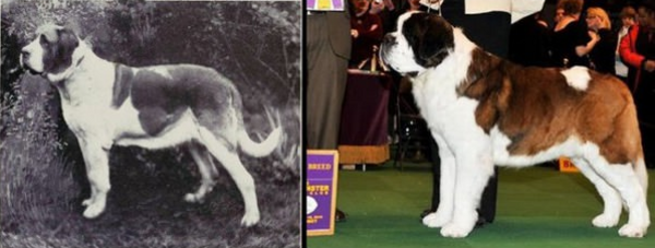 Преди и сега: Бруталната промяна на популярни породи кучета 