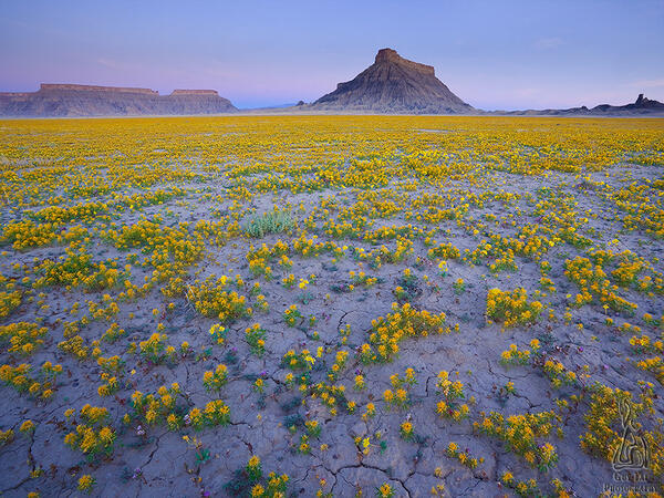 Тайната на неземно красивата цветна пустиня