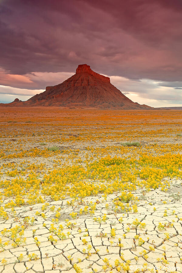 Тайната на неземно красивата цветна пустиня