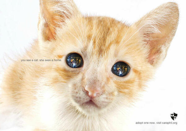 Разтърсващи социални реклами срещу насилието над животни