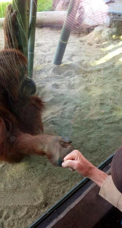 Уникално сладки и смешни реакции на животни от зоопарка