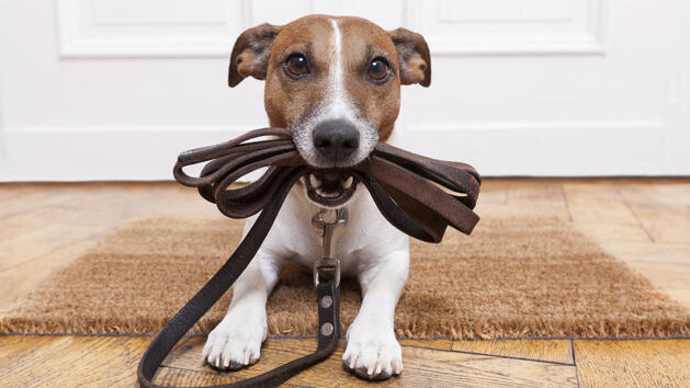 15 ползи, които носи отглеждането на куче у дома