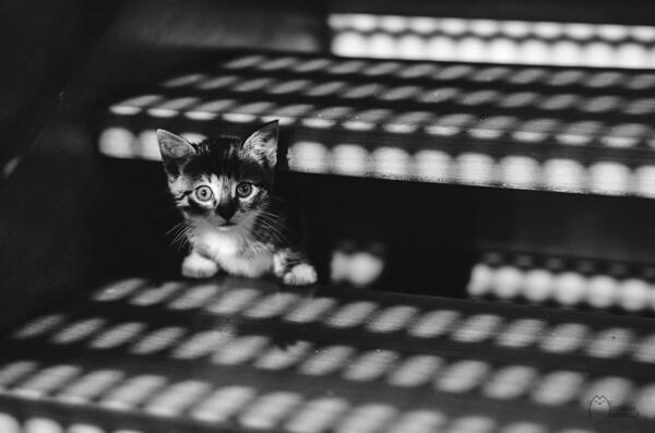 Красотата на котешкия свят, предадена чрез черно-бели фотографии
