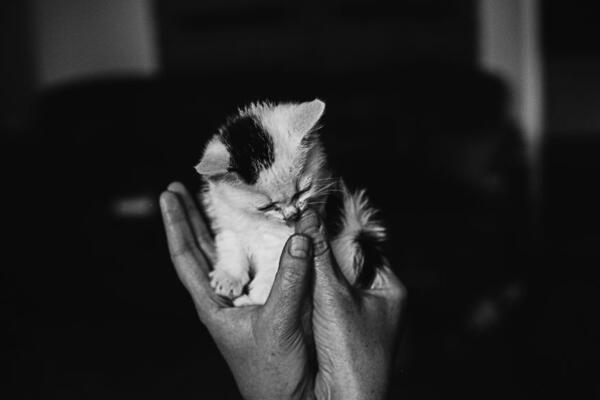 Красотата на котешкия свят, предадена чрез черно-бели фотографии
