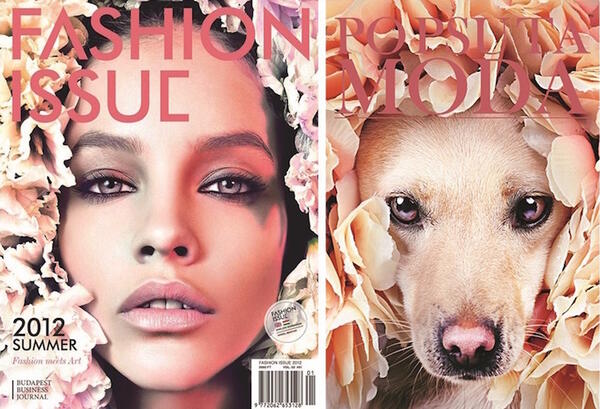 Бездомни кучета заемат мястото на моделите върху кориците на списания
