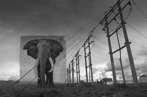 Изумителни портрети връщат животните в разрушената дива природа на Африка