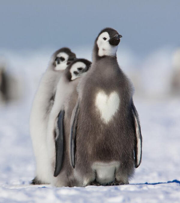 14 урока за любовта от малките пингвини!