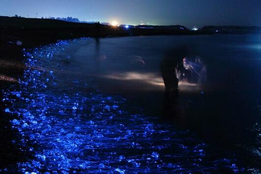 Мистериозно светещо море в Япония
