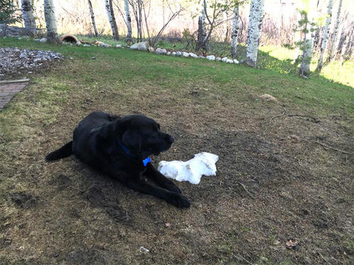 Това куче не може да се сбогува с последното парче сняг
