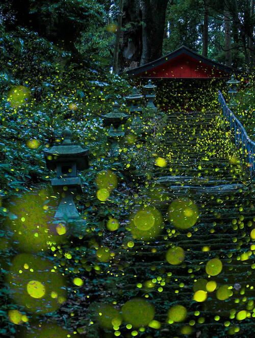 Сюрреалистични снимки на светулки от Япония 