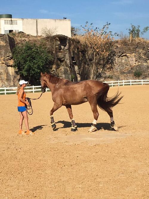 Конна ездачка се отказва от участието в Олимпийските игри в Рио, за да спаси живота на коня си