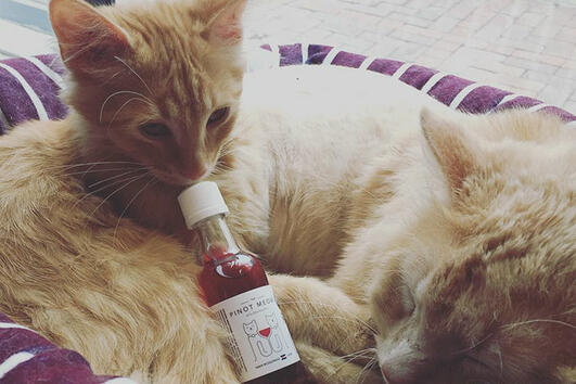 Измислиха вино за котки