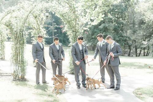 На тази сватба се осиновяват кученца, вместо да се купуват букети