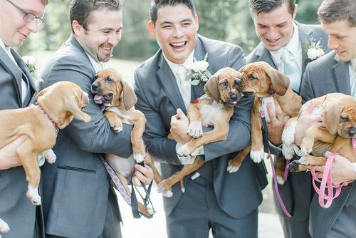 На тази сватба се осиновяват кученца, вместо да се купуват букети
