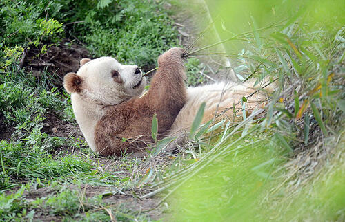 Единствената кафява панда в света, която е изоставена като бебе, най-накрая намира щастието 