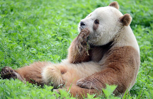 Единствената кафява панда в света, която е изоставена като бебе, най-накрая намира щастието 