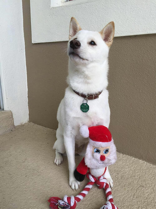Реакцията на това куче, когато вижда Дядо Коледа, е безценна!