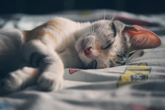Защо котките обичат да спят със стопаните си?