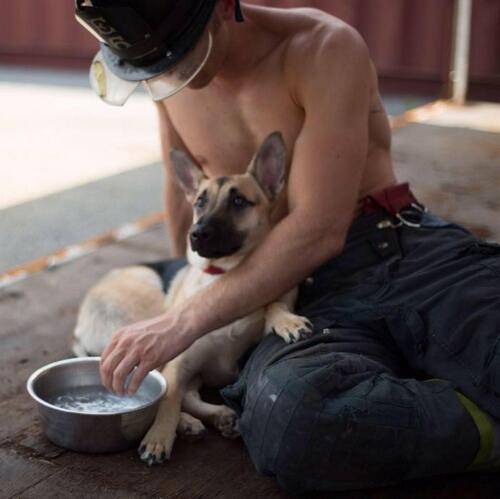Сладката история на един пожарникар и едно куче