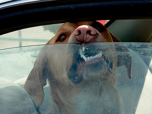 Никога не оставяйте кучето си в колата! 