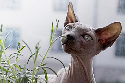 9 растения, които собствениците на котки не бива да държат в дома си