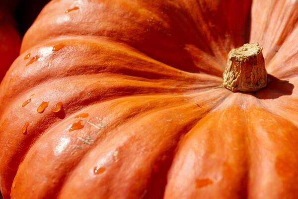 Заредете кухнята си с тези здравословни продукти за есента 