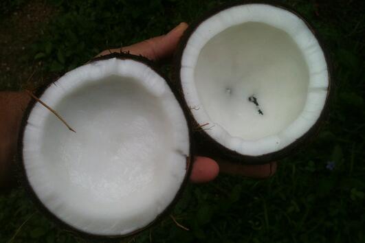 Може ли кокосовото масло да ви помогне да отслабнете?