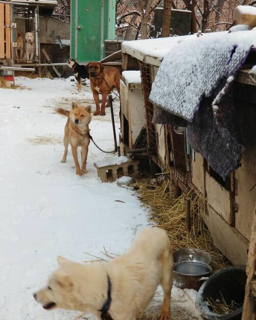  Американски скиор избавя 90 кучета от корейска плантация за кучешко месо 