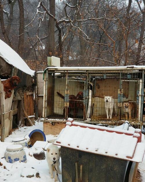  Американски скиор избавя 90 кучета от корейска плантация за кучешко месо 