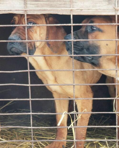 Американски скиор спасява 90 кучета от корейска ферма за кучешко месо 