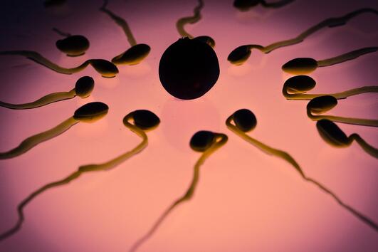 Знаете ли, че яйцеклетката избира сперматозоида, а не обратното? 