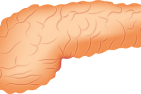 Панкреасът е важна част от нашата храносмилателна система Той не