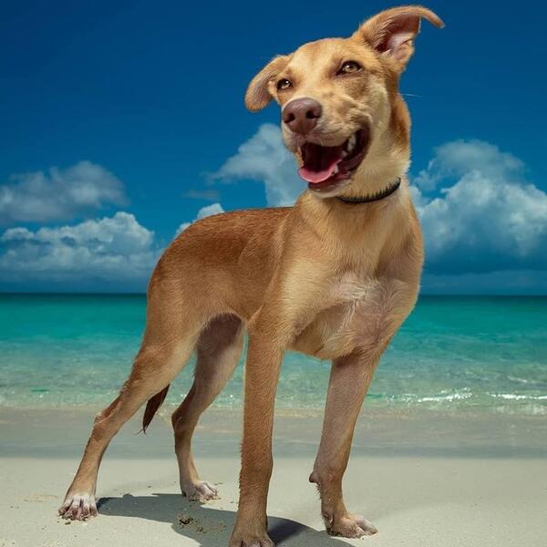 Има Карибски остров, пълен със спасени кученца, които можете да гушкате 