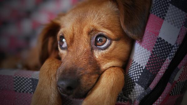 10 фактa за кучетата, които потвърждават, че не можем да живеем без тях 