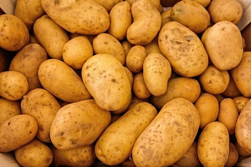 Картофите се отглеждат в над 100 страни по целия свят,