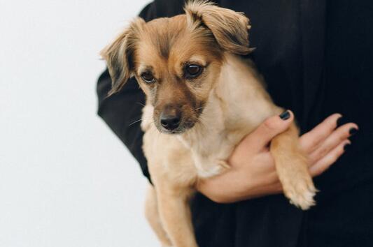 10 предупредителни знака, че трябва да заведете домашния си любимец на ветеринар