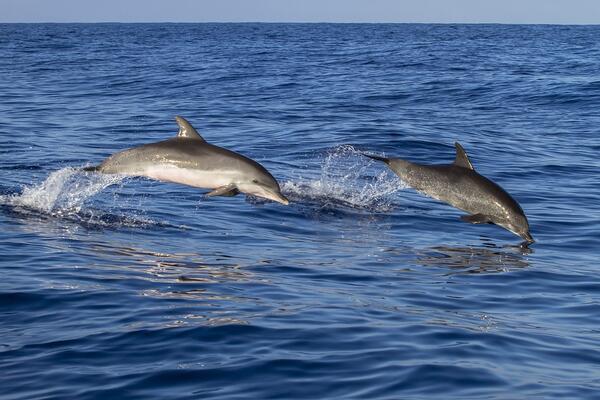 Любопитни факти за делфините 