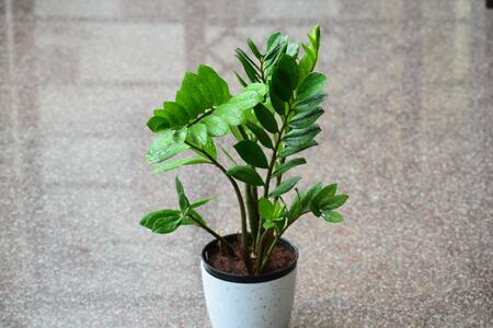 5 стайни растения, които изискват минимални грижи