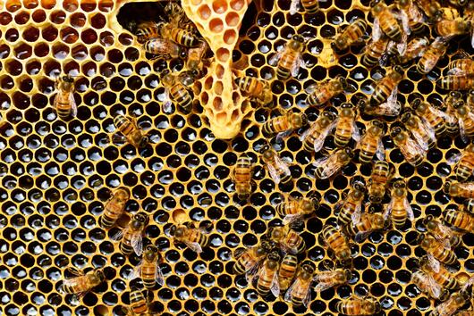 Могат ли пчелите да изпитват емоции?