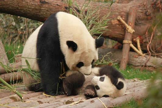 5 факта за пандите, които може би не знаете 