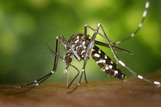 Как да се предпазим от ухапвания от комари