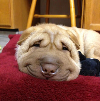 Усмихващото се куче