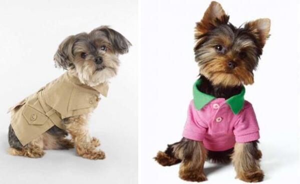 Мода за малки кученца от Ralph Lauren
