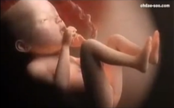 Преди раждането: Пътят на едно бебе

