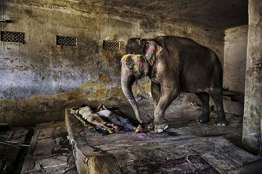 <p>Изрисуван слон в Индия</p>