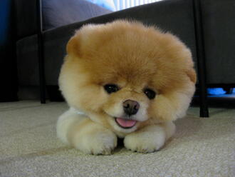 Boo - най-пухкавото куче на света