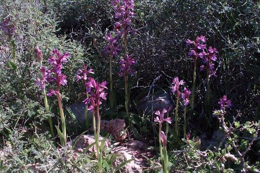Орхидеите: Загадъчните красавици на Източни Родопи