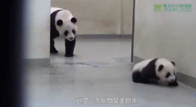 Най-разтапящото видео с мама и бебе панда