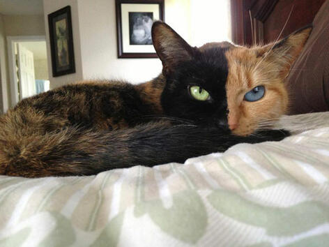 Венера: котето с две лица